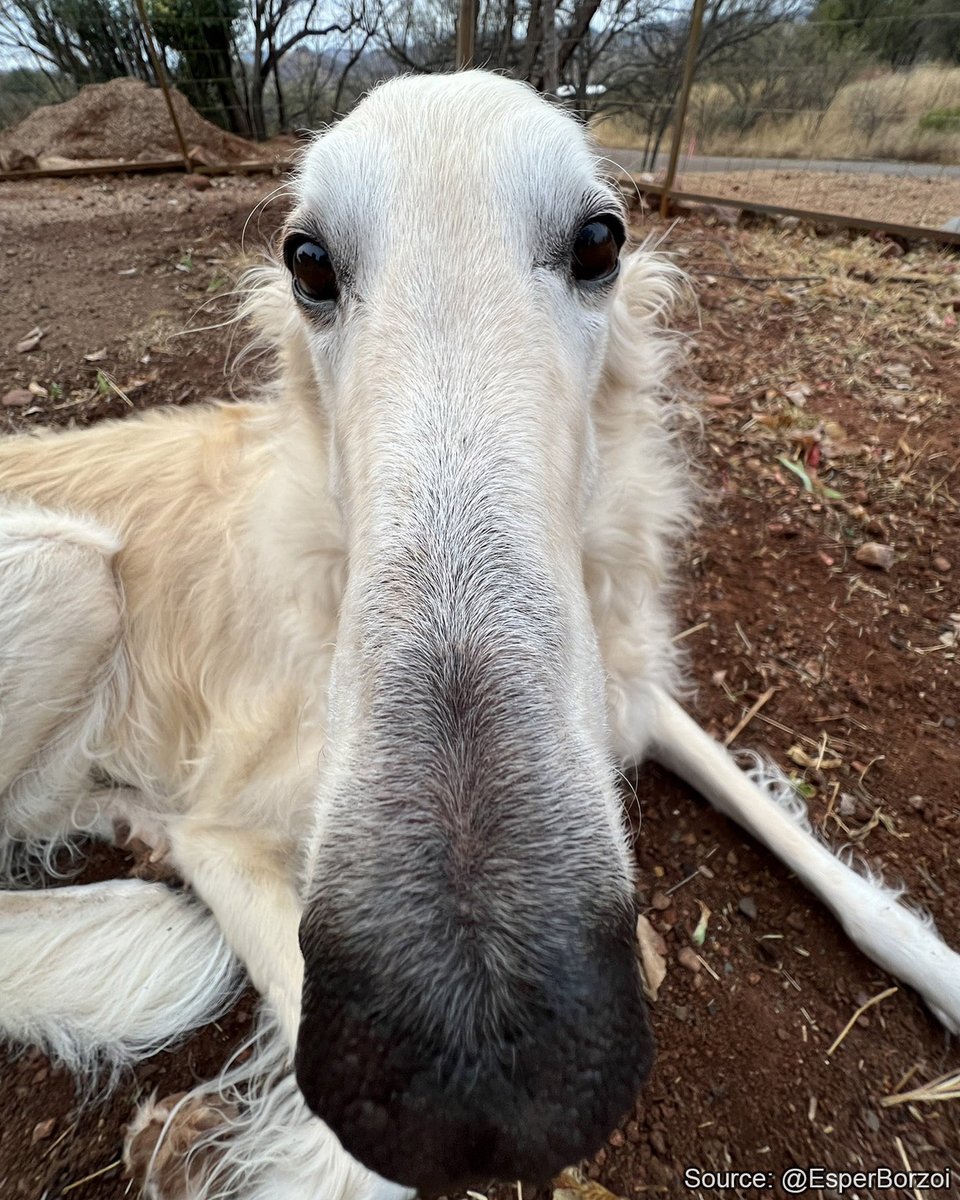 Borzoibot (ON BSKY NOW!) (@borzbot) on Twitter photo 