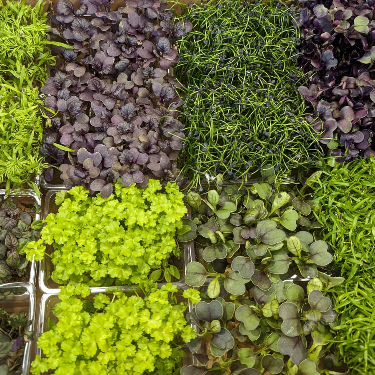 Sakura Mix - Mixed Micro Herbs.
A wonderful, colourful &amp; morish selection box of living micro herbs. 
Available for delivery.

Call us on 01943 870055