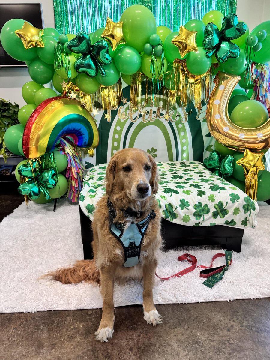 TonyThomasWIN's tweet image. Max was not buying it.  This is the vet’s office!  Shortly there after Max rolled over and played possum.  Had to carry 60 pounds of dead weight to the exam room.  #dogsknow