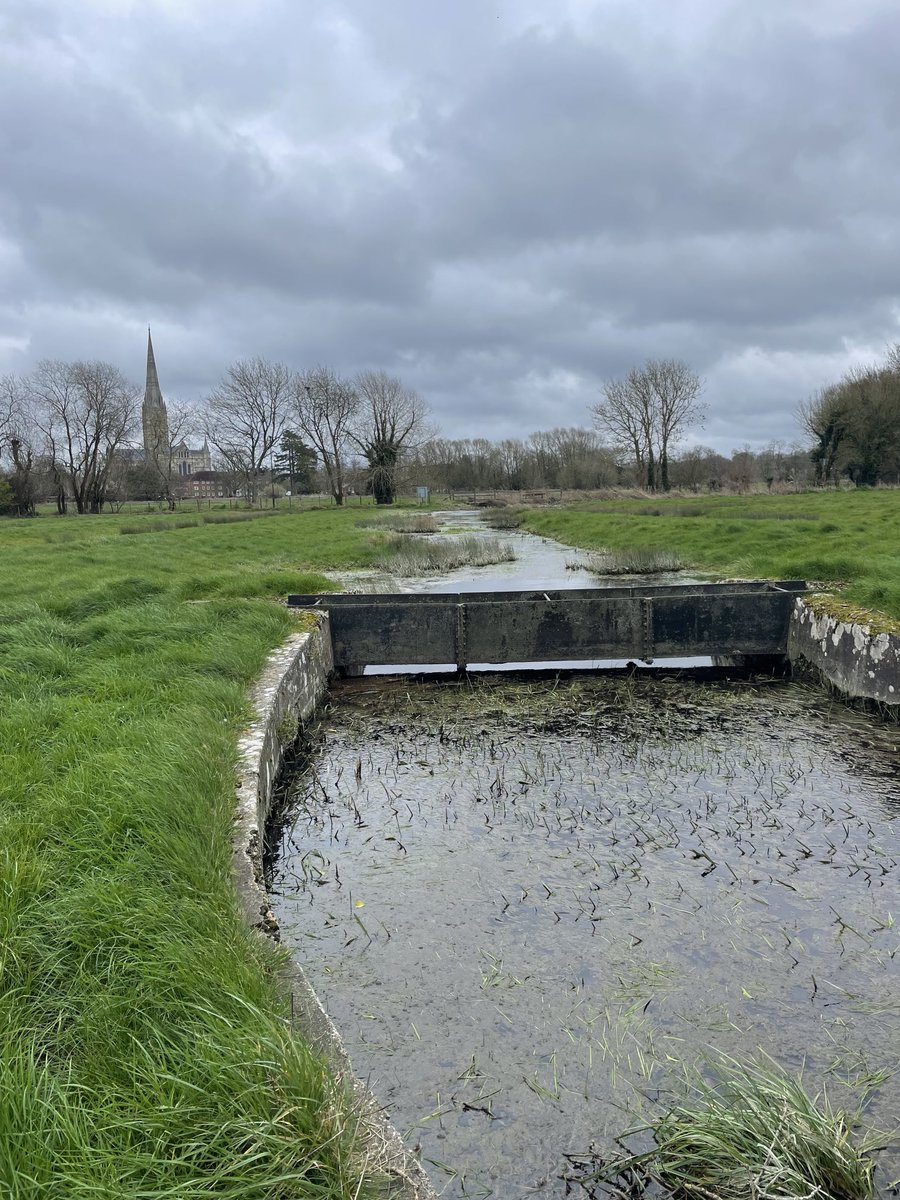 Great morning helping out ⁦<a href="/HarnhamWMT/">Harnham Water Meadows</a>⁩ #watermeadows #salisbury