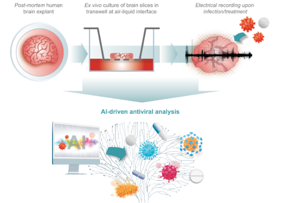 Happy to share our work 'Organotypic culture of human brain explants as a preclinical model for AI-driven antiviral studies' just released in @EmboMolMed @IRIM_life @CNRSbiologie @CNRS_OccitaniE @umontpellier Link to open access article: doi.org/10.1038/s44321…