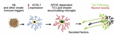 In APOE4/4 microglia, Aβ triggers a triglyceride synthesis enzyme. Then they accumulate lipid droplets and release something neurotoxic. @Stanford ow.ly/JEGU50QSeiJ