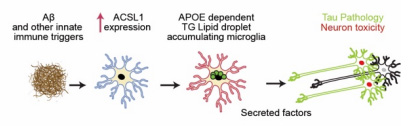 Alzforum (@alzforum) on Twitter photo In APOE4/4 microglia, Aβ triggers a triglyceride synthesis enzyme. Then they accumulate lipid droplets and release something neurotoxic. <a href="/Stanford/">Stanford University</a> ow.ly/JEGU50QSeiJ In APOE4/4 microglia, Aβ triggers a triglyceride synthesis enzyme. Then they accumulate lipid droplets and release something neurotoxic. <a href="/Stanford/">Stanford University</a> ow.ly/JEGU50QSeiJ