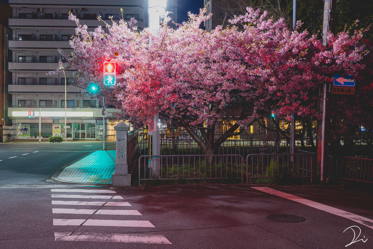 usalica's tweet photo. 一足先に春が訪れた戻橋。
夜に咲く満開の河津桜が妖しくも綺麗でした。

#京都よきかな https://t.co/PCV1KnH6HB
