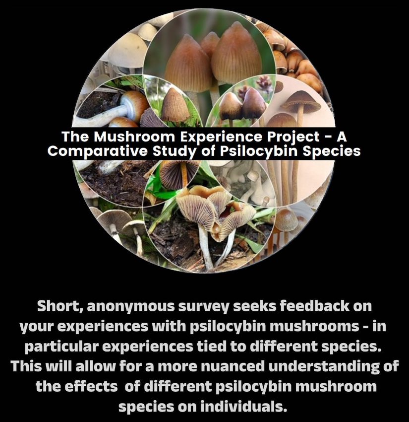 Sam has launched a new study to investigate the subjective effects attributed to different psilocybin mushroom species. If you’re a psilonaut, please help out with this research! 🍄🙏❤️ ipz.qualtrics.com/jfe/form/SV_a5… @SamwiseGandy