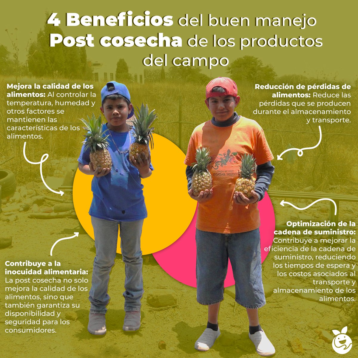 BamxTapachula's tweet photo. La postcosecha es el eslabón clave en la cadena de suministro de alimentos 💪🏼 Gracias a la implementación de esta buena práctica, es posible prolongar la vida útil de los productos agrícolas y mantener su calidad 🥭🥬 #PostCosecha #RedBAMX #RedBAMXVerde #JuevesSostenible https://t.co/QmypCSs2ww