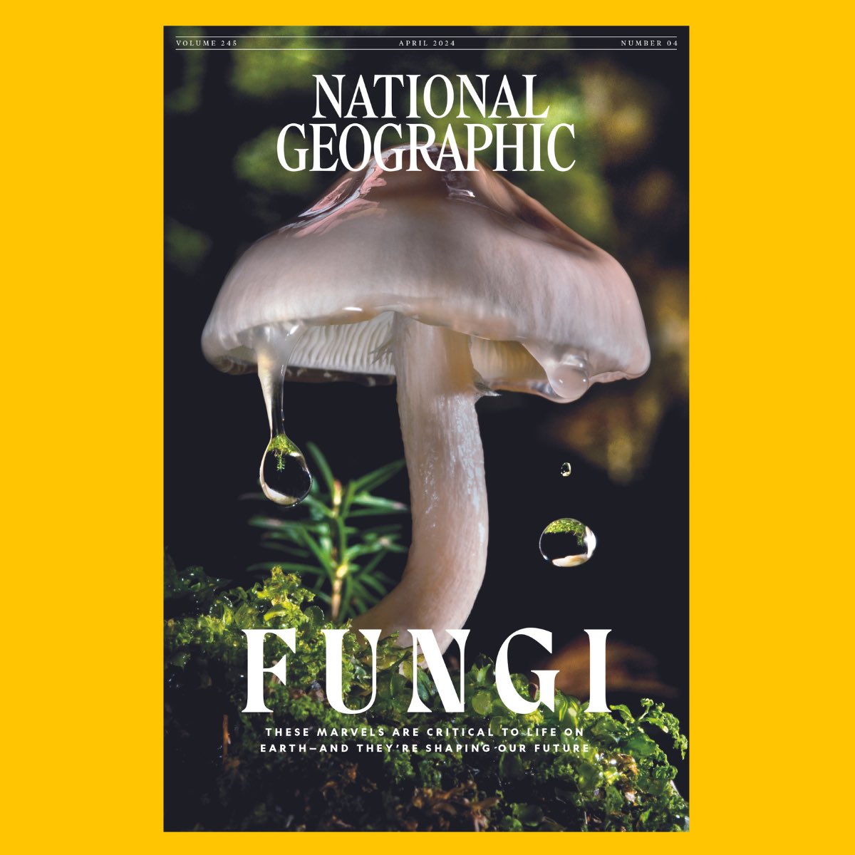 Not only one but two different covers! After +130 years of history, fungi have taken over the latest issue of @natgeo magazine. The edition includes an article titled “Why 'funga' is just as important as flora and fauna”. Read more: nationalgeographic.com/science/articl…