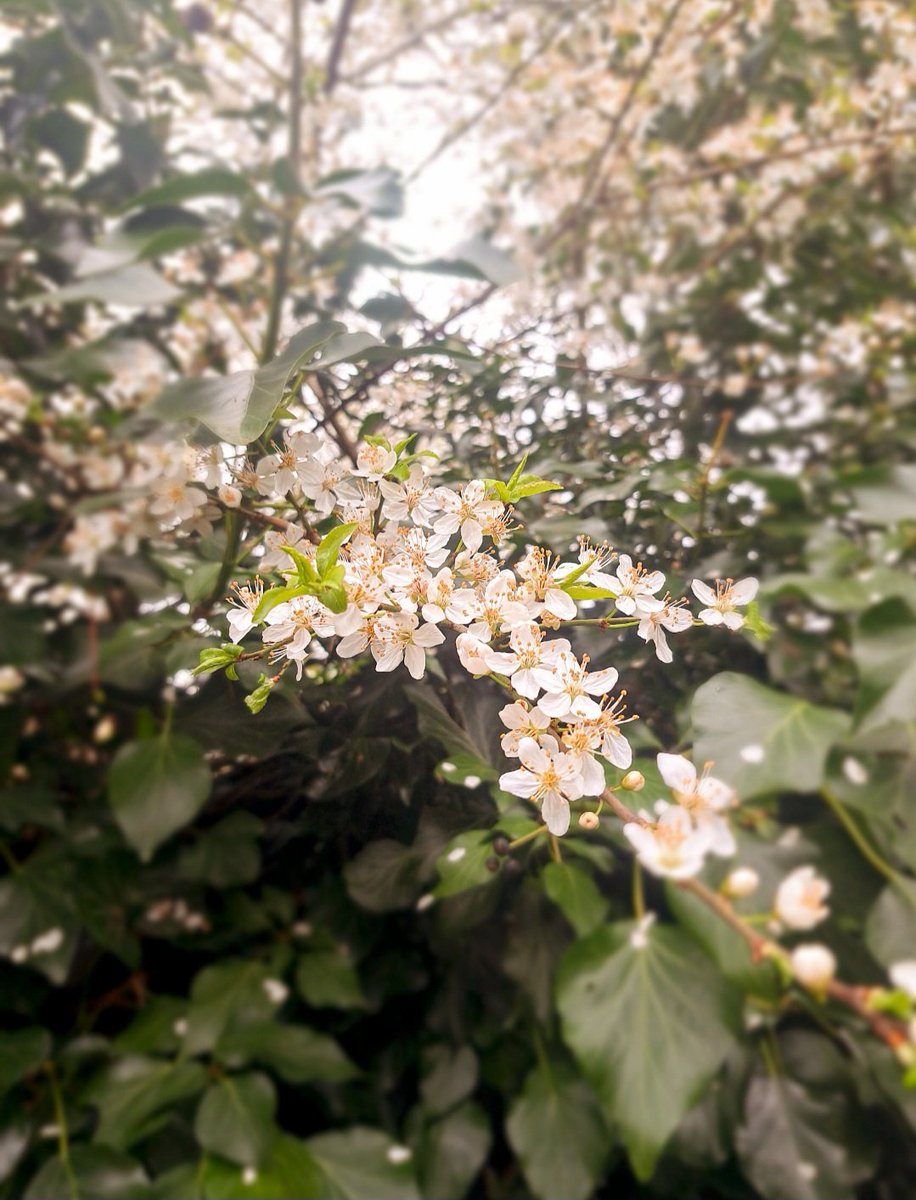 Perfect 🤍 #perfect #perfectnature #cherryblossom #flowers #flowerphotography #FlowersOfTwitter