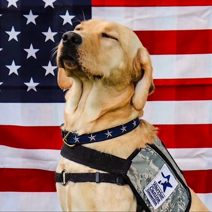 It’s National K9 Veterans Day! 🐾 We want to take a moment to honor our military heroes and working dogs whose service is immeasurable.