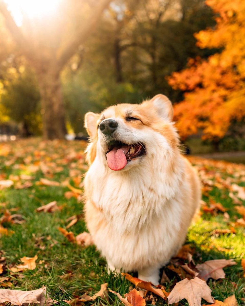 Corgi lover community (@jaredkhall51384) on Twitter photo 