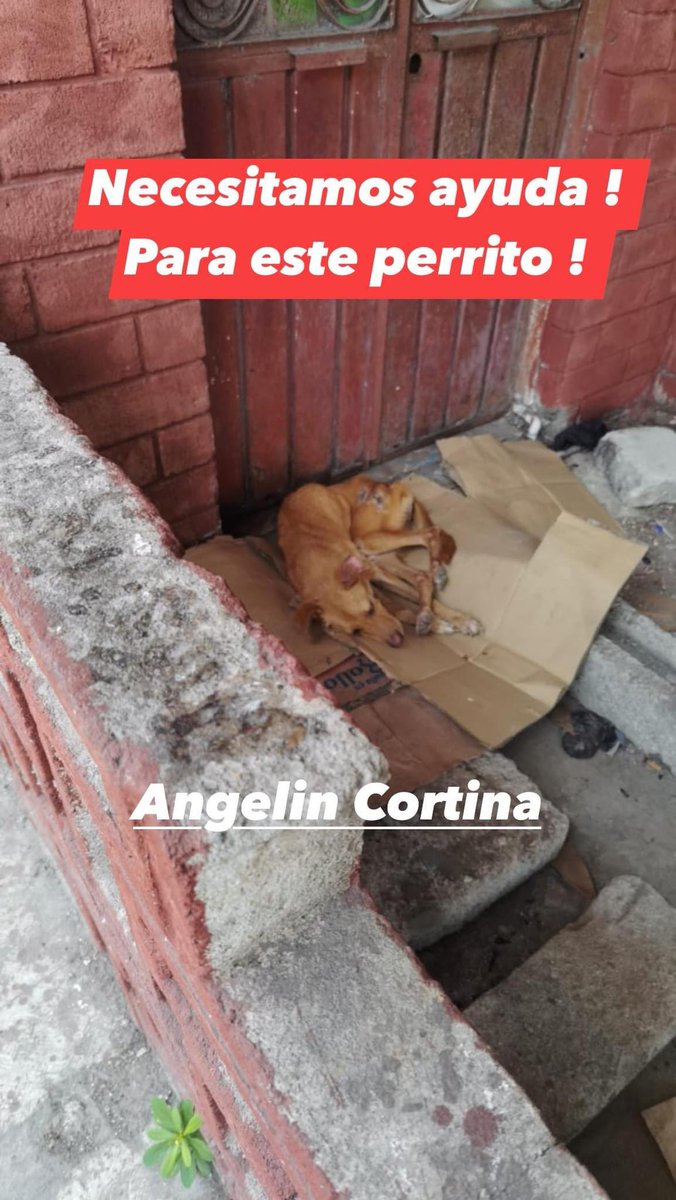 AngelinCortinaR's tweet photo. Comunidad ! 
Animalista necesitamos apoyo económico para solventar gastos para ayudar a este perito abandonado en la calle enfermo. Toda ayuda cuenta ! 
Está labor es independiente. Somos de Martínez de la Torre ver.  
Es muy triste ver estas situaciones de maltrato.  Dale Rt https://t.co/xc5hTigf77
