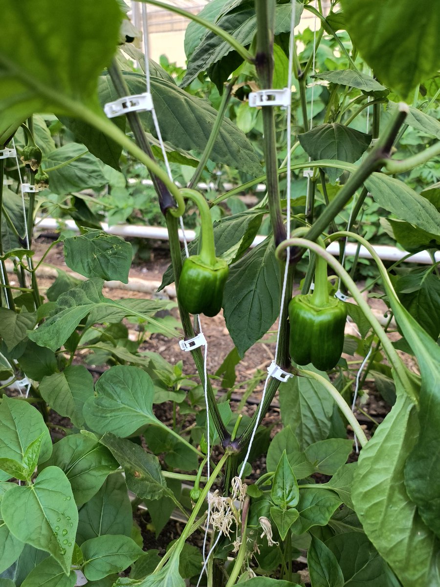 MansOrganics's tweet image. The plants have a nice set of peppers!  It still takes a few weeks but we are looking forward to the first harvest of the season. #peppers #greenhouse #ABag #westcdnag #soilgrown #organic #localproduce