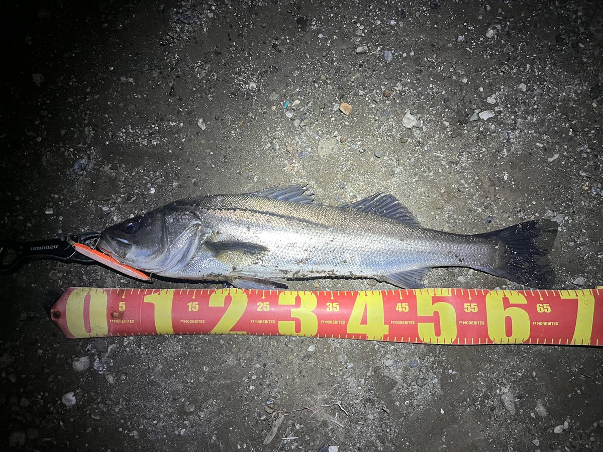 soc0987654321's tweet photo. 今日のバチ抜けもなんとか釣れました!
安定のヒソカです
只今学釣連のシーバス大会を開催してますので、大学生、専門学生の方は是非ご参加ください!
#GSBC https://t.co/6KuNah1eSn