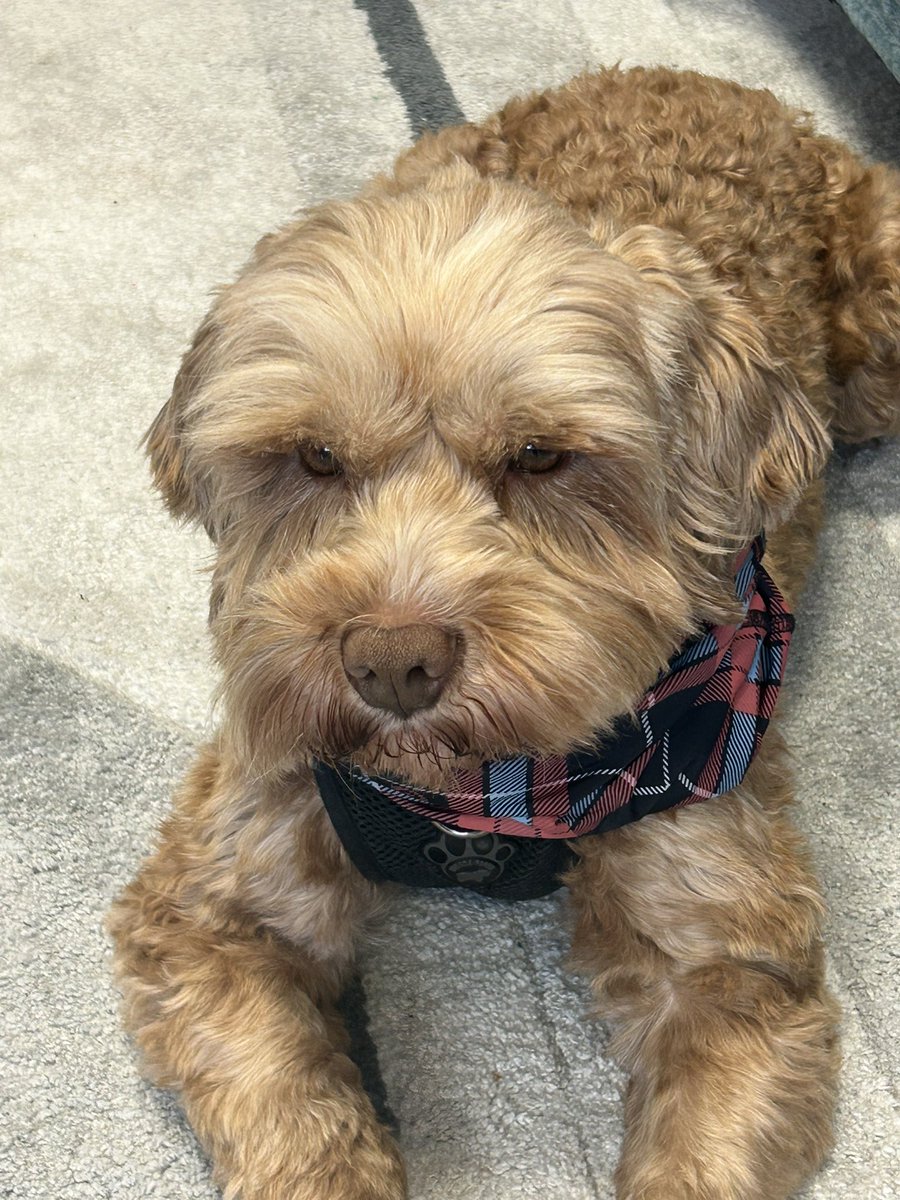 Therapet Ford enjoyed his cuddles today. He visits DA on Wednesday’s (with his volunteer Sue) to provide social and emotional support to our learners….what a superstar 🌟<a href="/Dumbarton_Acad/">Dumbarton Academy</a> <a href="/TherapetC/">@Therapet-CCST</a> #StrivingforExcellence