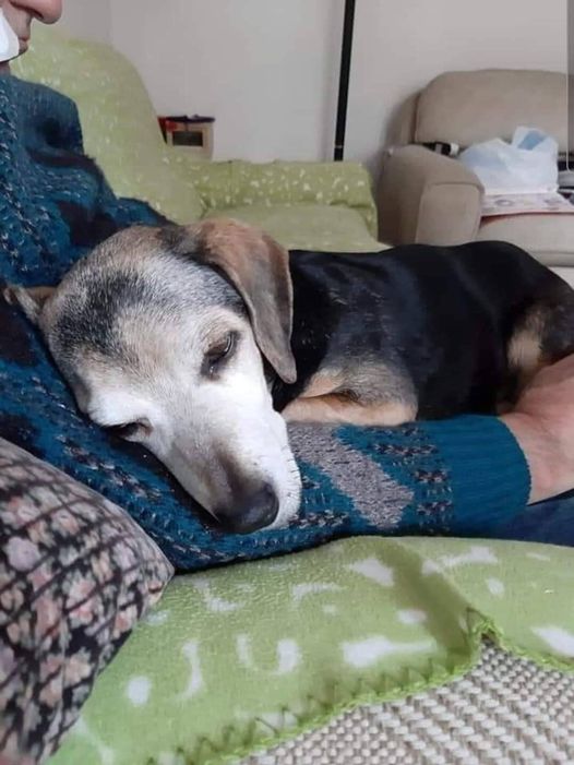 "Yesterday I adopted the oldest, and sorest shelter dog. I'll never forget his eyes. When I went into the cage he didn't even bother to look, he knew I wouldn't even see him. 

Curling around the corner He'd accepted his fate. The volunteer said to me many times... Are you sure