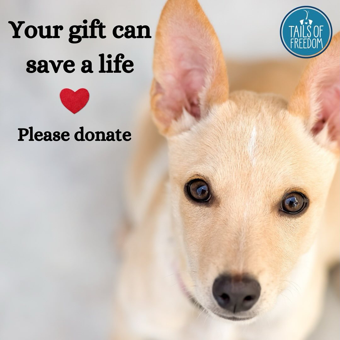 ❗❗We need your help! We are getting so many requests to rescue new animals, but are completely stuck for funds &amp; space

If you are able to donate even the smallest amount it would help us immensely! 

See donation options here: linktr.ee/tailsoffreedom…