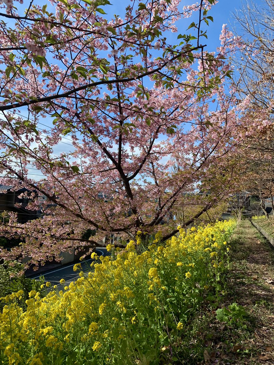 Early Sakura.🌸 Der Frühling kommt.✨ #japan #tokyo #日本 #桜 #東京 #spring #cherryblossom