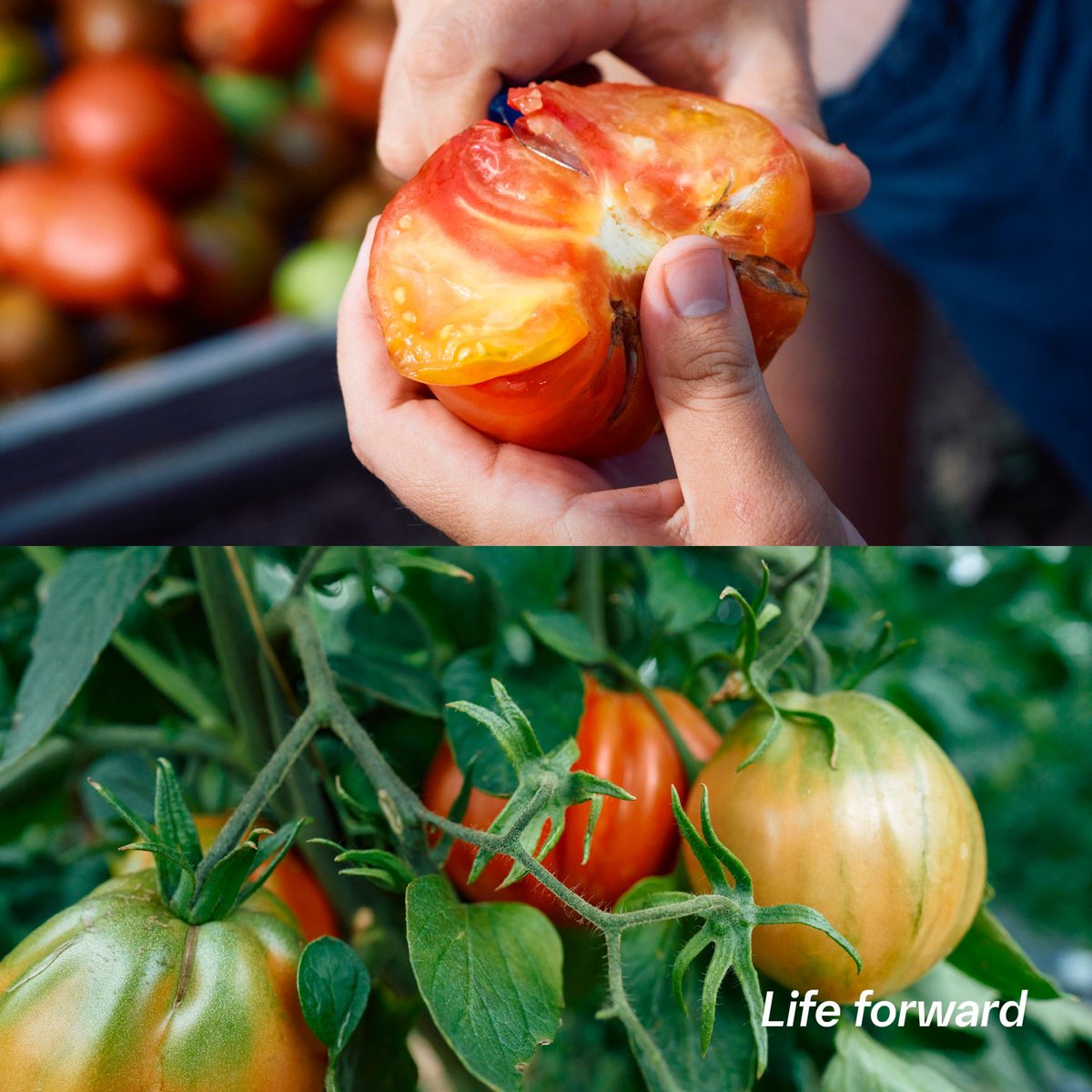 The @vchhealthcare Boehringer Ingelheim Collaboration’s pilot project at Vancouver General Hospital focuses on a planetary health menu. It is reimagining how hospitals can positively contribute to their patient's wellbeing and the environment. Learn more: newswire.ca/news-releases/…
