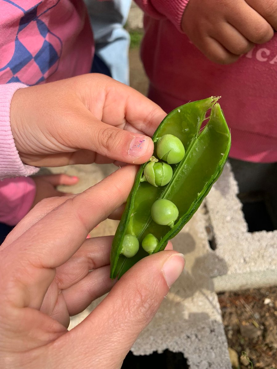 CEIP ORTIZ DE ZÚÑIGA tweet media