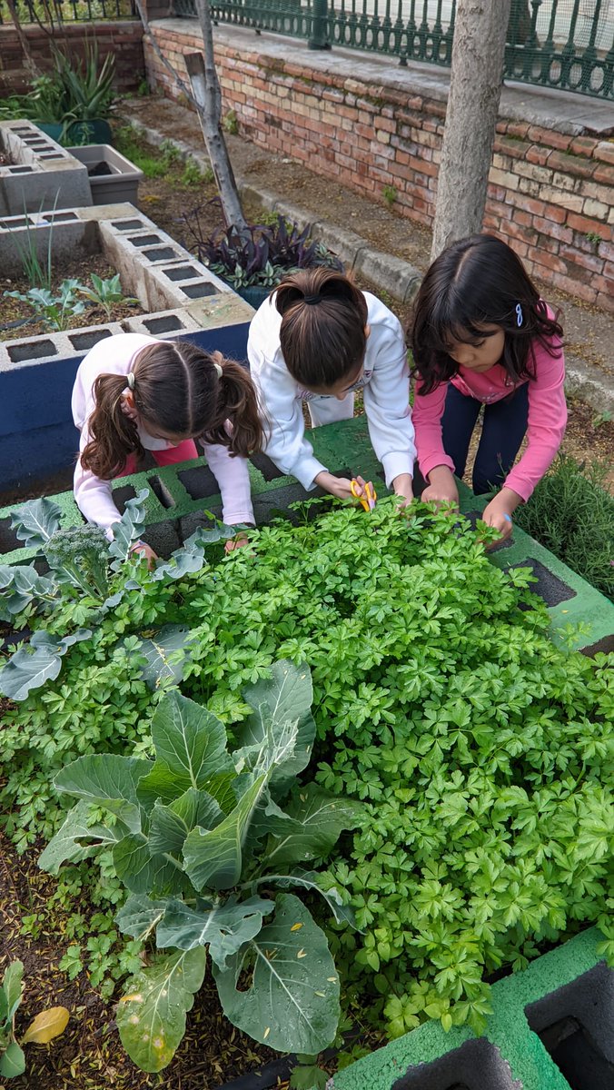 Nuestro huerto empieza a dar sus frutos.