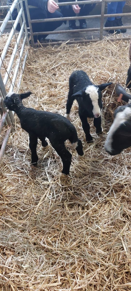 dominicangalway's tweet photo. A group of TYs having a great time at @conroyfarmtours today. They were lucky enough to watch a lamb being born ๐๐๐๐พ @lecheiletrust1 #taylorsgirls #TYScience https://t.co/M0gzCwK0C6