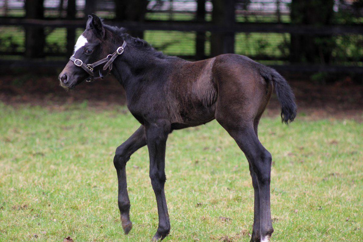 NatStudStallion's tweet photo. "The Stradivarius foals are absolute jungle cats."
The Stradivarius foals are proving popular with Breeders and this filly is out the stakes-producing mare, Theoricienne.
#Stradivarius #Firstfoalcrop #filly #foalsofinstagram #firstfoals #champion #stallion #sire #thoroughbred https://t.co/YTHuPCSGYk