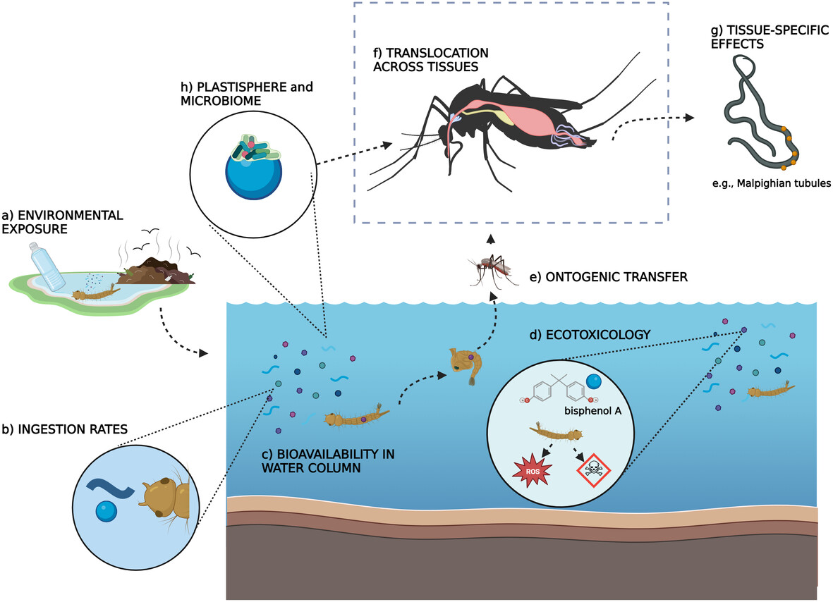 New #OpenAccess review from C.M. Jones et al. now available! A perspective on the impacts of #microplastics on #mosquito biology and their vectorial capacity: doi.org/10.1111/mve.12… #InsectVectors #Culicidae #InsectBorneDiseases @WileyEcolEvol