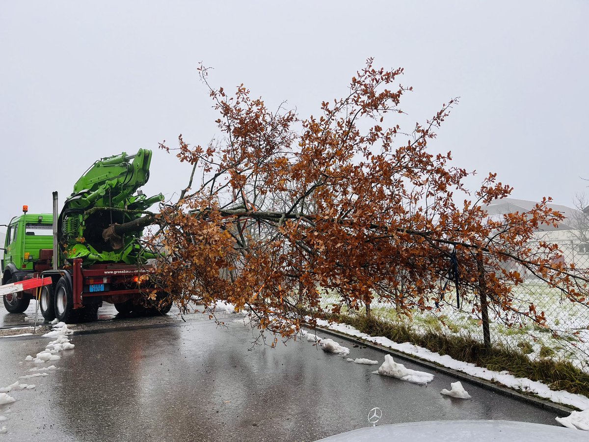 Baumboerse's tweet photo. Unter ökonomischen Gesichtspunkten ist die Großbaumverpflanzung eine sinnvolle Alternative zur Neupflanzung eines Baumes. 

Haben Sie Fragen rund um den Baum?
info@baumboerse.ch
https://t.co/G8zGE1M3Ba
Telefon: 041 460 40 40
#bmbgroup #baumverpflanzung https://t.co/Z0EYSTkoMB
