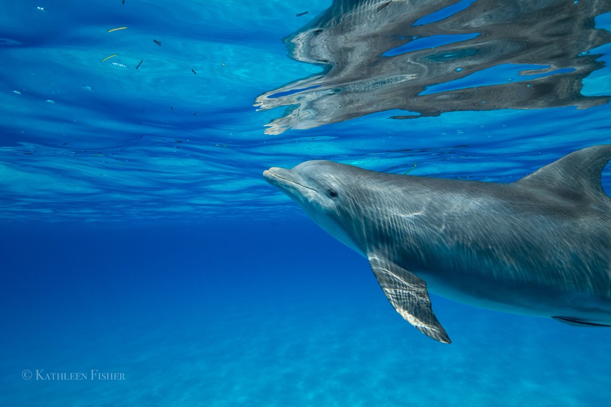 In their world... we see the reflection of our own 💙

📸: peaceful moment with a bottlenose dolphin in #Bimini #Bahamas by K Fisher.

Retreat season begins soon! Join us: WildQuest.com 

#WildlifeWednesday #WildlifePhotography