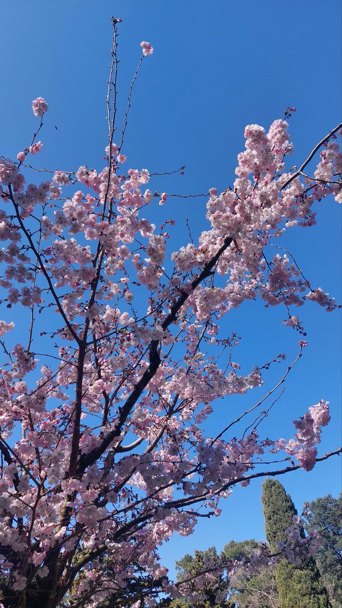 La primavera sboccia nel Parco di #Miramare! Davanti al Lago dei cigni è imperdibile la fioritura dei ciliegi giapponesi!