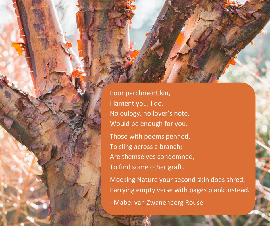 The Student Poetry Trail starts today, running 13-27 March. Student writers have joined us to give voice to often-overlooked plants & here is a teaser! The poems are available in the Garden & on our website (along with a chance to submit your own poem): botanic.cam.ac.uk/whats-on/stude…