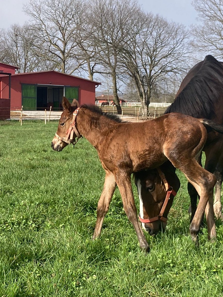 #Prokopi nin ilk tayı Sn. Hulusi Çil’in Aza Lea (Divine Light-Golden Leaf) isimli kısrağından sağlık bir şekilde dünyaya geldi. Çil Ekürisi’ne hayırlı uğurlu olsun, sıhhati ve şansı bol olsun, şampiyonluklara koşsun inşallah.
#Australia #AzaLea #RaceHorses #Tonya #Pergola