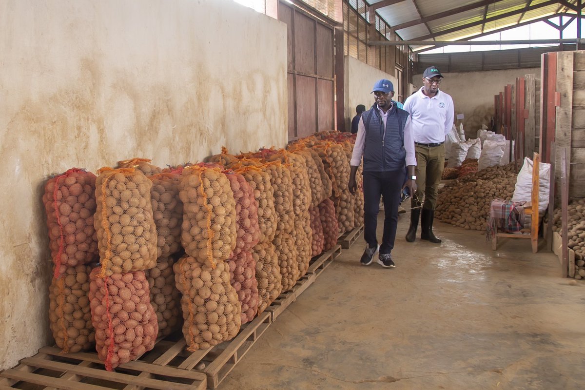 RwandaAgri's tweet photo. Uyu munsi, Minisitiri w’Ubuhinzi n’Ubworozi @Ilde_Musafiri yasuye  ibikorwa by’ubutubuzi bw’imbuto y’ibirayi mu Kinigi mu rwego rwo kugenzura iyubahirizwa ry’amabwiriza yo kwita ku buziranenge bw’imbuto no kunoza uruhererekane rw’ubutubuzi bw’imbuto y’ibirayi. https://t.co/jl1DeIL6mf