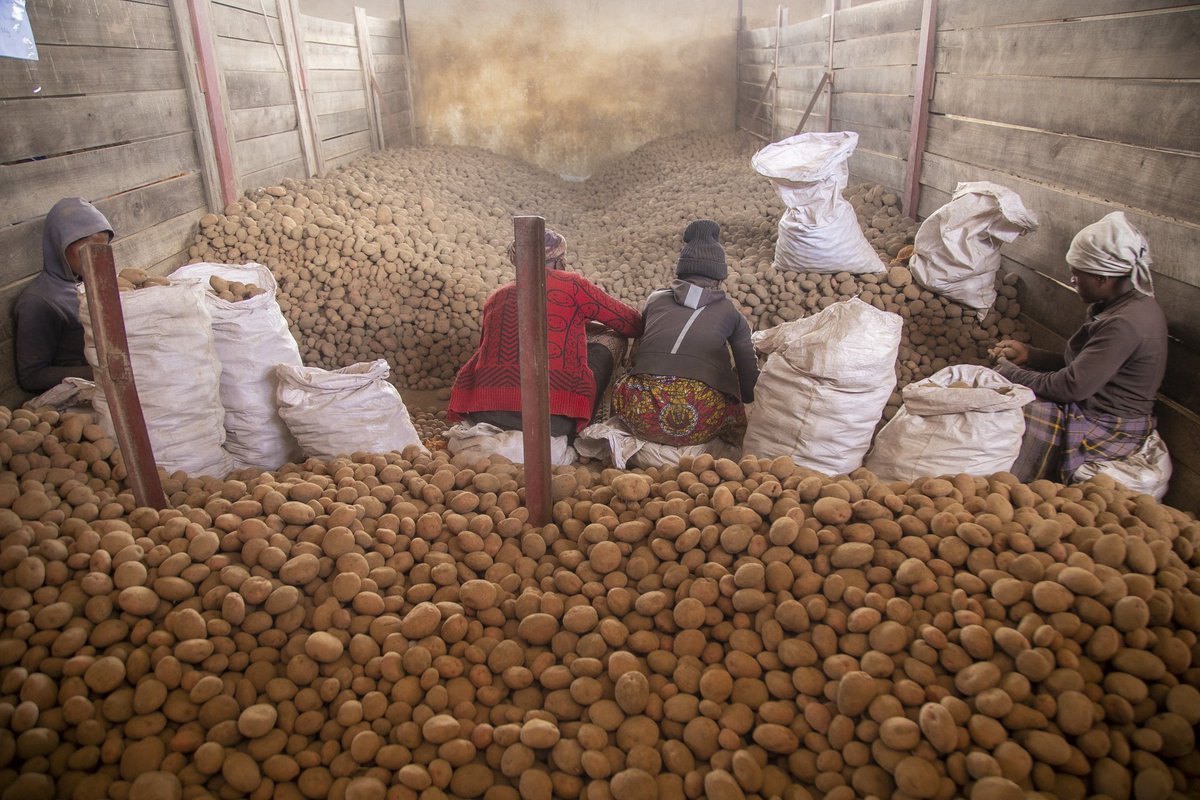 Uyu munsi, Minisitiri w’Ubuhinzi n’Ubworozi <a href="/Ilde_Musafiri/">Ildephonse Musafiri</a> yasuye  ibikorwa by’ubutubuzi bw’imbuto y’ibirayi mu Kinigi mu rwego rwo kugenzura iyubahirizwa ry’amabwiriza yo kwita ku buziranenge bw’imbuto no kunoza uruhererekane rw’ubutubuzi bw’imbuto y’ibirayi.