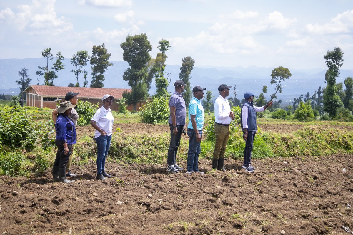 RwandaAgri's tweet photo. Uyu munsi, Minisitiri w’Ubuhinzi n’Ubworozi @Ilde_Musafiri yasuye  ibikorwa by’ubutubuzi bw’imbuto y’ibirayi mu Kinigi mu rwego rwo kugenzura iyubahirizwa ry’amabwiriza yo kwita ku buziranenge bw’imbuto no kunoza uruhererekane rw’ubutubuzi bw’imbuto y’ibirayi. https://t.co/jl1DeIL6mf