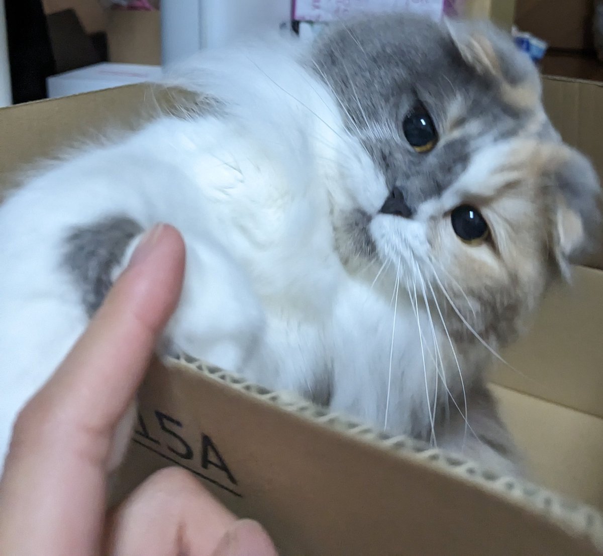 MoKo_1_16's tweet photo. 今夜のもこ

#��こ #猫 #もこ #スコティッシュフォールド #猫のいる幸せ #猫のいる生活 https://t.co/ROFa08eMHH