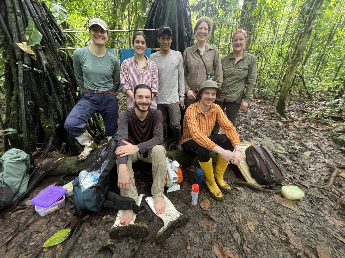 Great start to the field season in #Chocó rainforest looking at  #seedling-#herbivore interactions within @ReassemblyNet. @SybilleUnsicker @EvaTamal @NinaFarwig Stella, Marco, Niko & Miguel Angel having fun.
@jocotoco_org @KatrinHeer @ConsEcol @Bio_UMR 
@kieluni @UniFreiburg