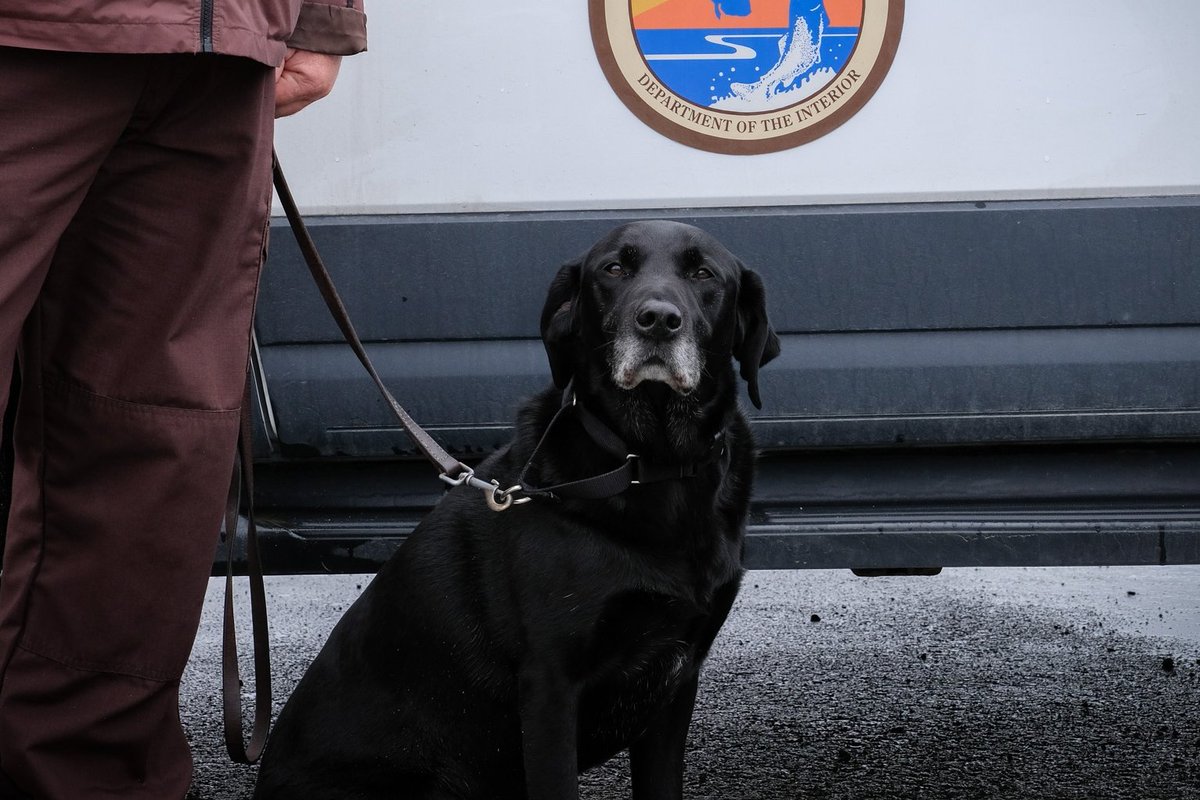 Please paws and give thanks to all our K-9 Veterans. 🐾 This handsome lab is a recently retired Wildlife Canine Inspector named Dock. Dock and many working K-9s like him, are an integral part of our Office of Law Enforcement.