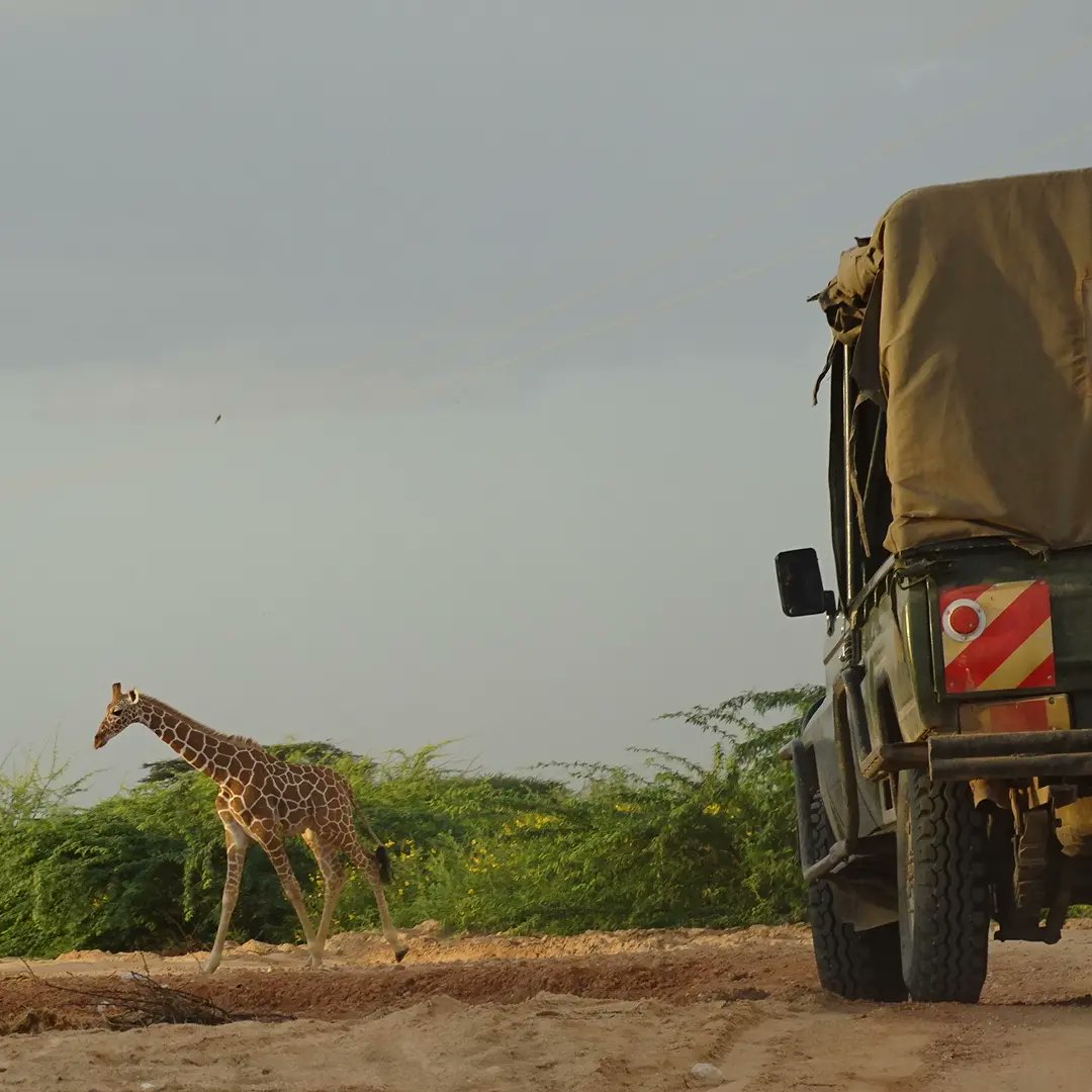 Meanwhile, here at Bour Algy Giraffe Sanctuary, traffic moves easily and without incident.
#somaligiraffes #somaligiraffeproject #savingSomaliGiraffes #Garissa #standtallforGiraffes #Kenya