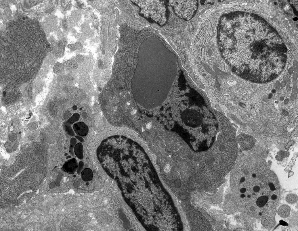 Jonathan Zuckerman MD PhD tweet media