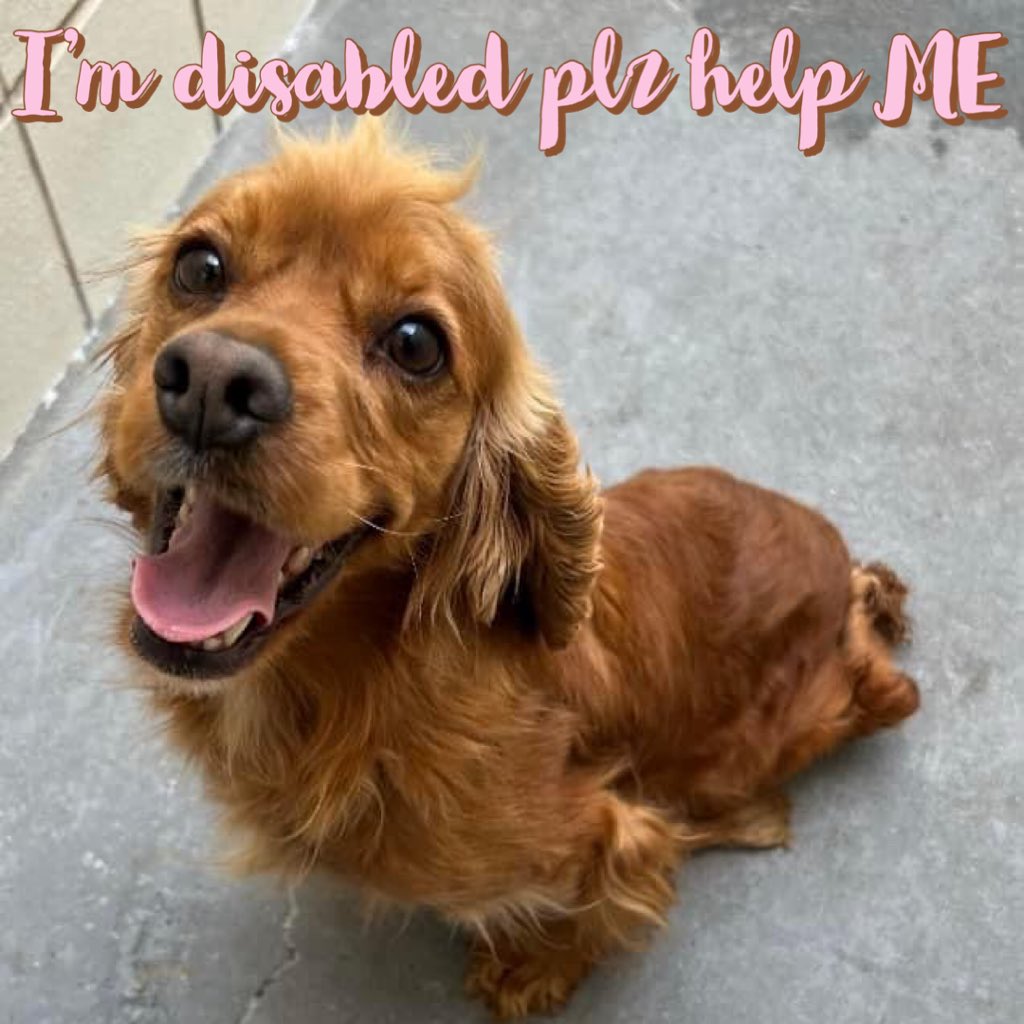 💔TOTALLY HEARTBREAKING💔 🆘AVA 4yr Cocker Spaniel #A326998 CorpusChristi AC Tx Special Needs Dog 🔥DIES 3/15🔥 AVA can’t use her rear legs so utilizes wheelchair Bright as a button AVA’s asking 4 special hooman 2 SAVE her Plz can U #Pledge 2 help🙏 Incontinent skin irritation…