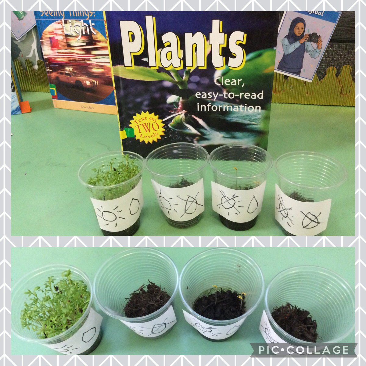 Joio mas draw yn arbrofi gyda thyfiant berwr dŵr 🌱😃💧☀️
 @YsgolBroSannan  <a href="/MrJamieHallett/">Mr Hallett</a> 
We really enjoyed our growing cress experiment  🌱😃☀️💧