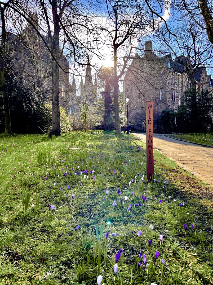 Campus in bloom!🌷🌻 Only 6 days until Spring officially begins ☀️ #TeamUofG #Spring