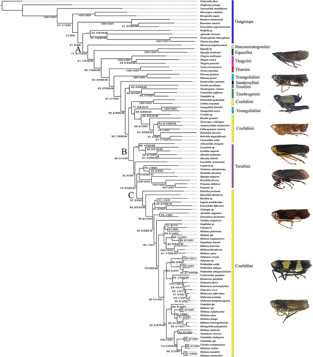 Phylogeny and historical #biogeography of the leafhopper subfamily Coelidiinae (Hemiptera: #Cicadellidae) based on morphological and molecular data: doi.org/10.1111/syen.1… #Phylogenetics #Taxonomy