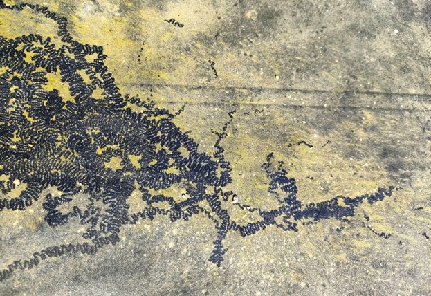 I am delighted to announce my first academic  journal article: 'The Artfulness of More-than-Human Trace'  has been published in TRACEY- drawing &amp; visualisation research  Vol.17 No.1 Drawing Antropocene #morethanhuman #drawing #ecological #nature #trace  ojs.lboro.ac.uk/index.php/TRAC…