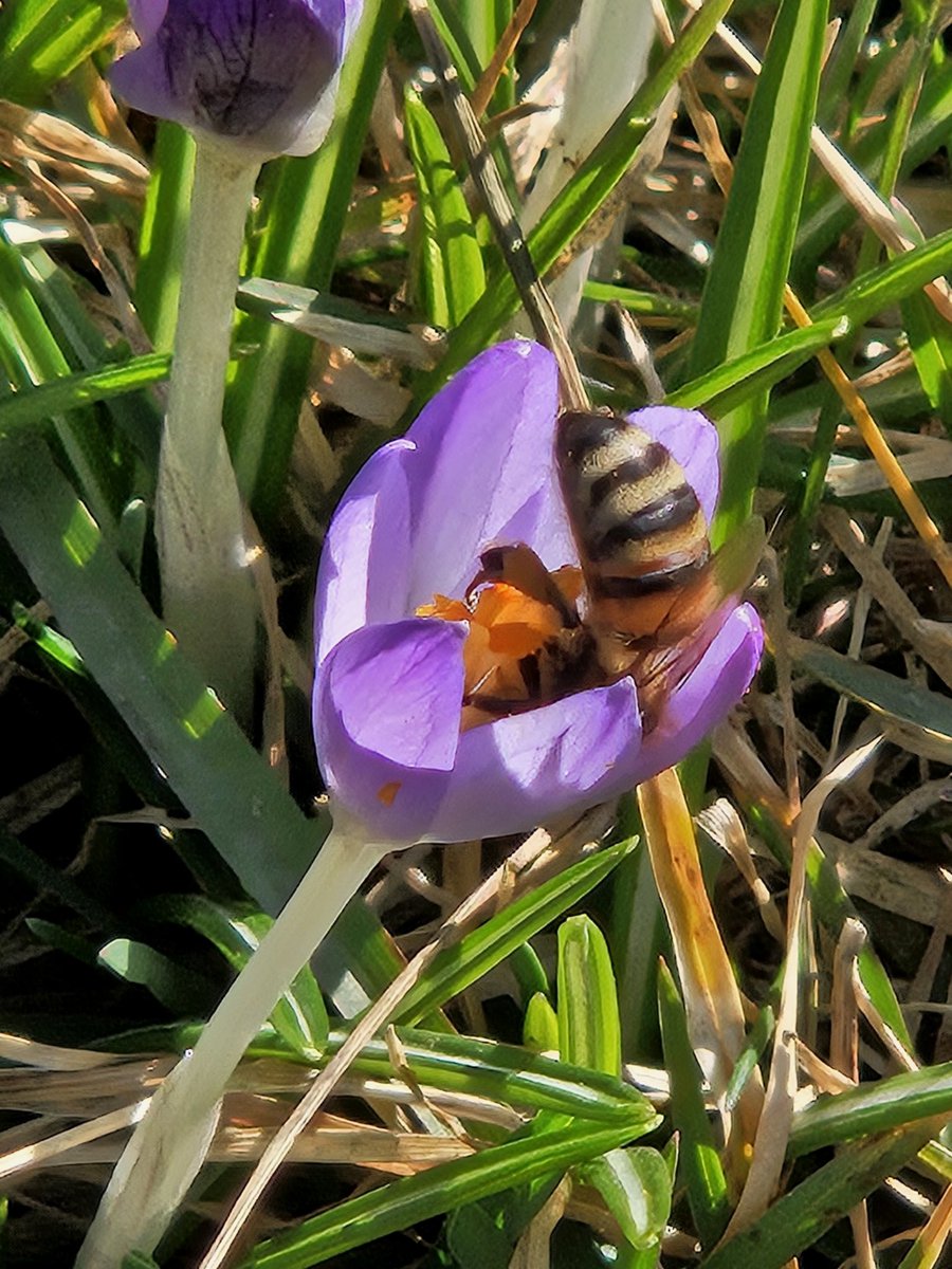 It's March 13th right? I don't know if the honey bees looked at the calender