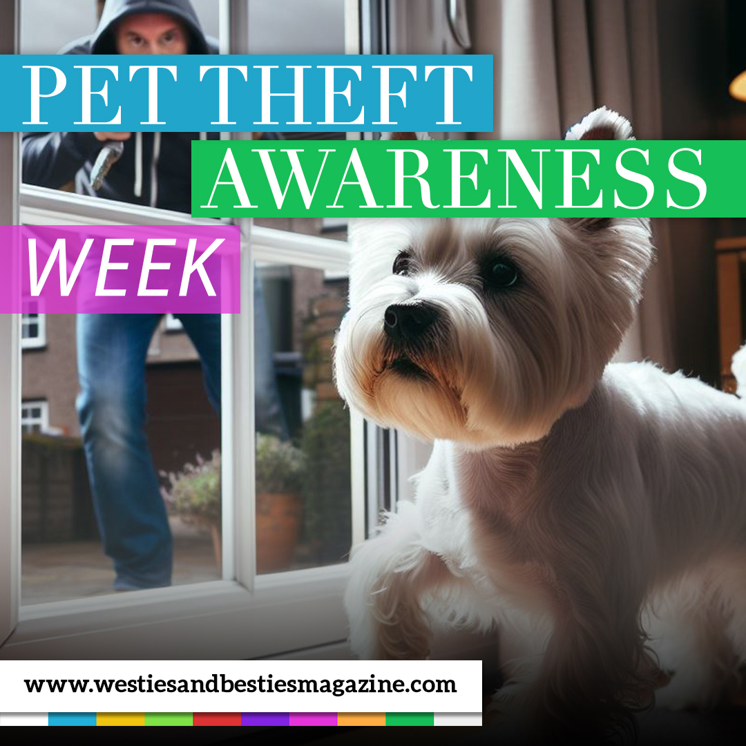 Protect what you love! It's Pet Theft Awareness Week – a time to stay vigilant and spread awareness about safeguarding our furry family members. 

Let's ensure every pet stays safe and cherished. 🐾 

#PetTheftAwareness #KeepThemSafe #nationalday #westie #westiemag #terrier