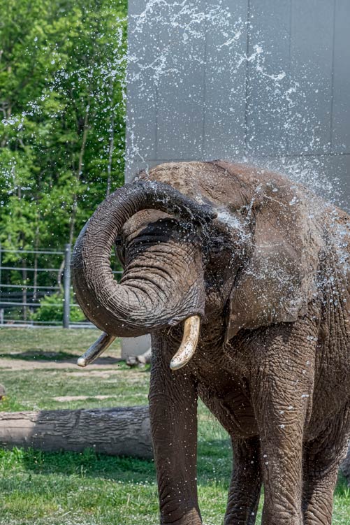 Attention animal lovers! Check out the latest exciting updates and events from the @MilwaukeeCoZoo. You don't want to miss it: 
ow.ly/K7HL50QRzEY

📸 Joel R. Miller/Milwaukee County Zoo

#MKEZoo #AnimalLovers #FamilyFun #Animals  #ZooLife #ZooAdventures