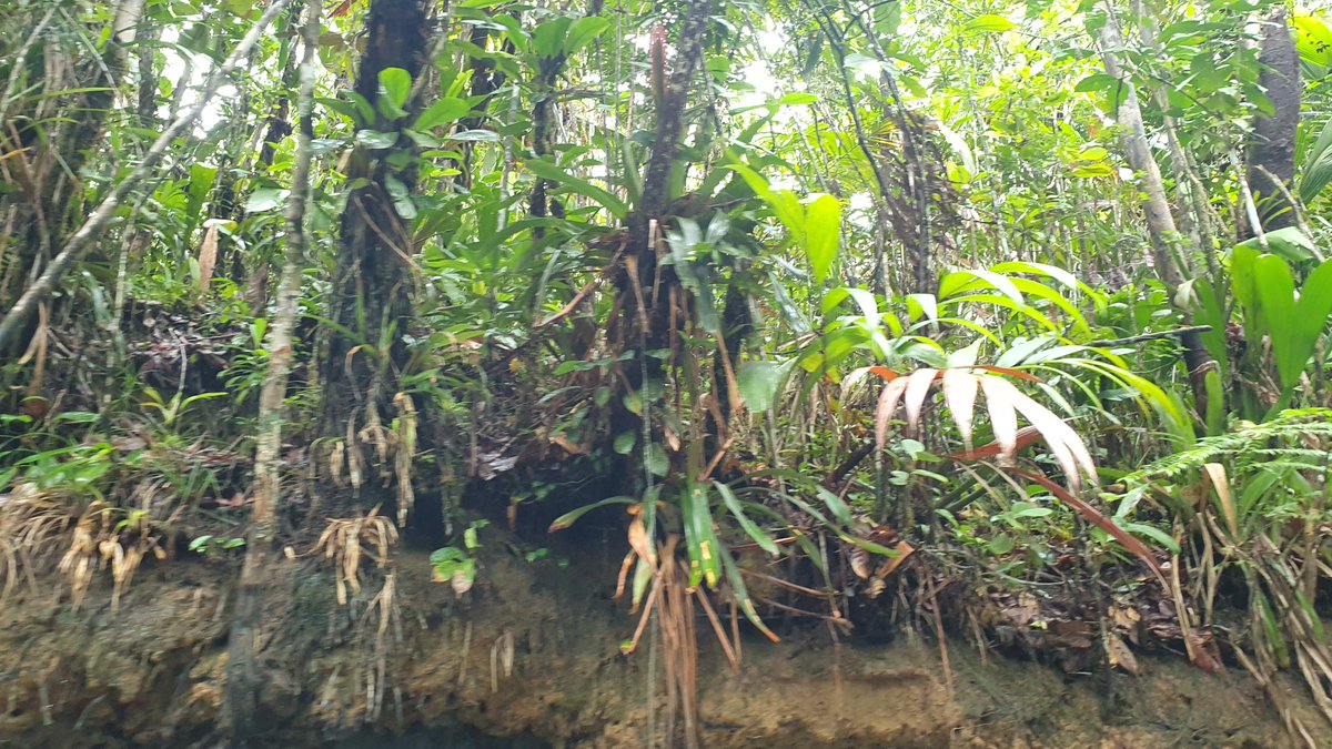 In some of our English, French and Spanish-speaking tracks we still have a few more available spots for applicants interested in studying #tropical #biodiversity and #ecosystems➡️our 2nd TROPIMUNDO CALL for applications for self-funded students is NOW OPEN (no more scholarships).