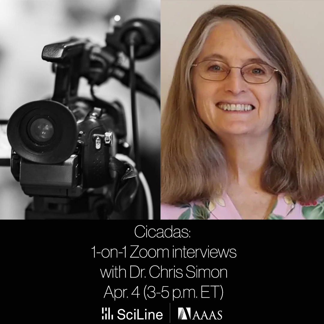 Reporters: book a 15-min Zoom interview with cicada expert Dr. Chris Simon (@uconneeb) to discuss how the two emerging broods may interact, climate change threats to cicadas, & more. bit.ly/3IfbpYv @CicadaScience